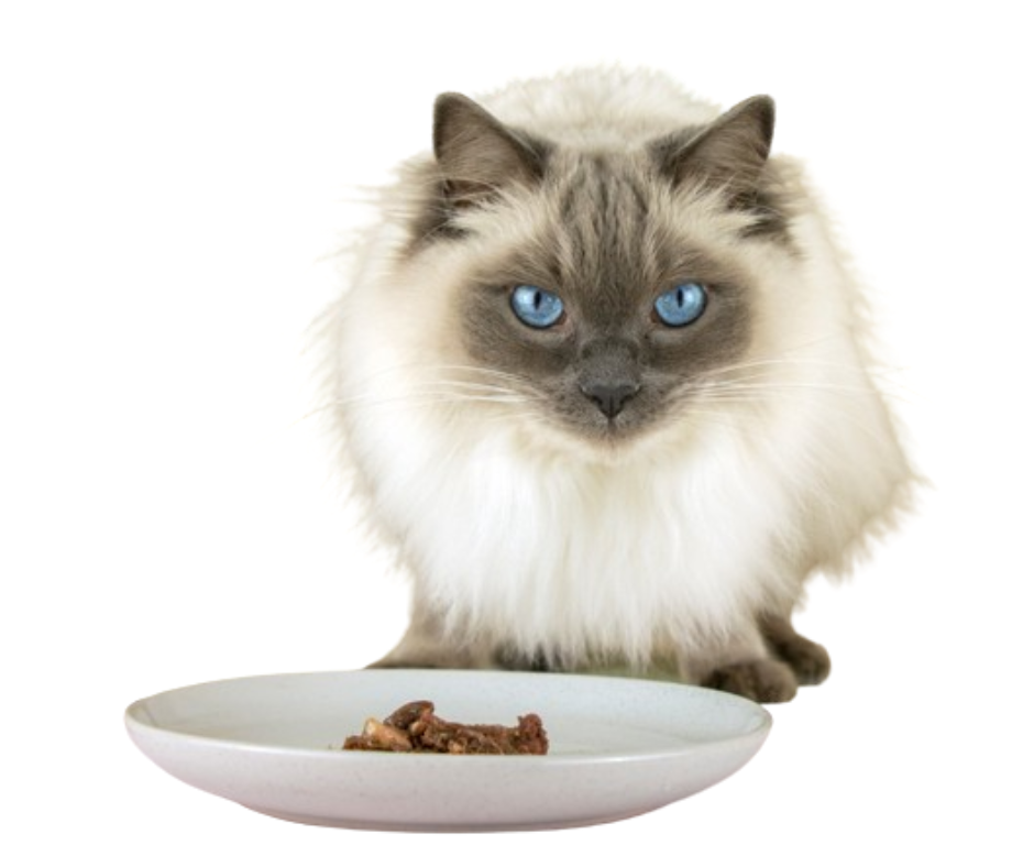 How do i get my cat to eat online