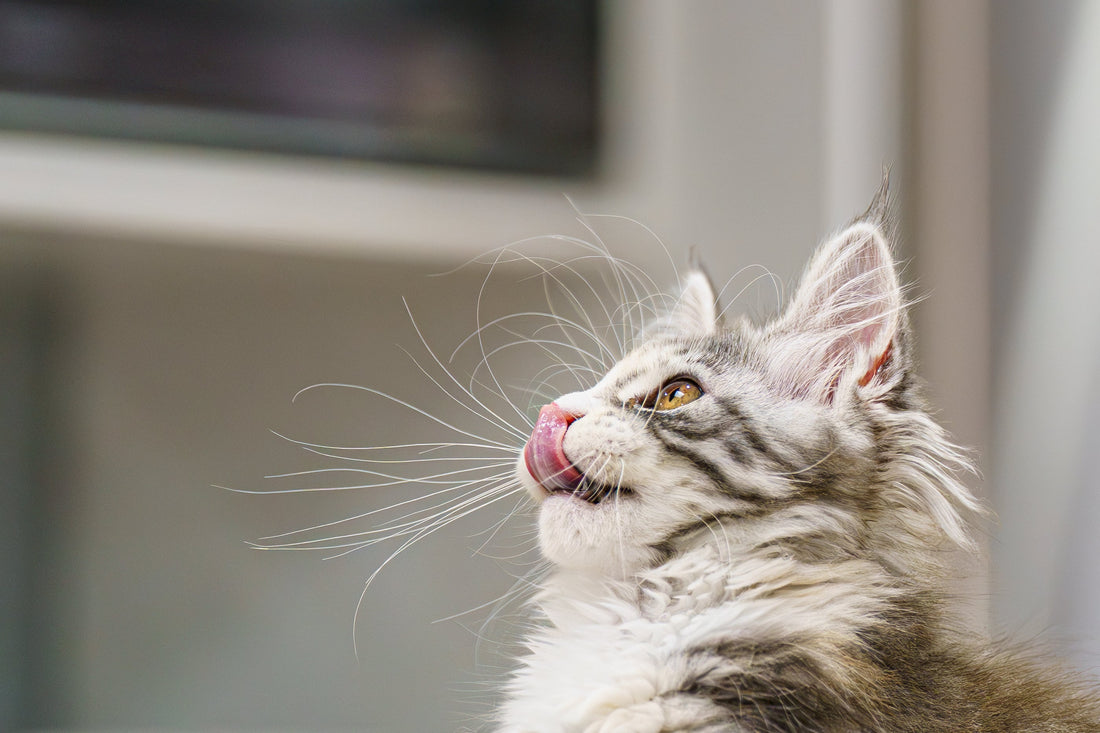 My Cat Won't Eat the Raw