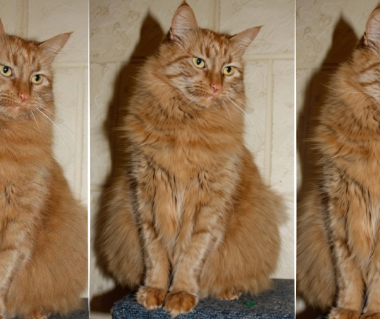 Chronic Kidney Disease in Cats: The Basics Every Owner Should Know