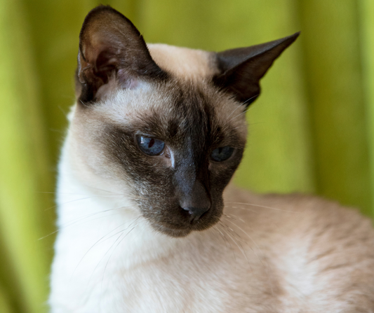 Pancreatitis and Triaditis in Cats: What's Actually Going On and How to Support Recovery