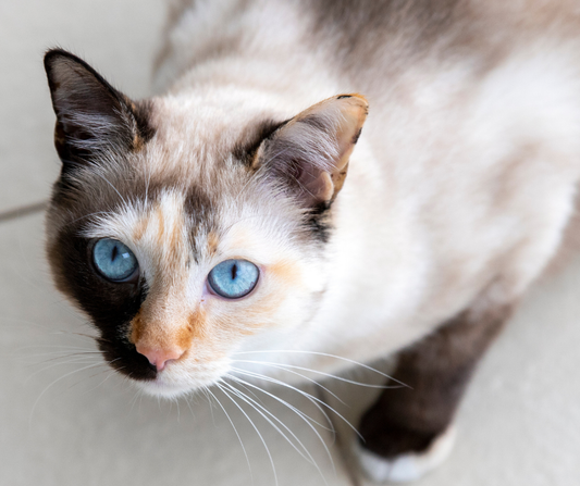 Feline IBD: What It Is, How to Diagnose It, and How to Feed Through It