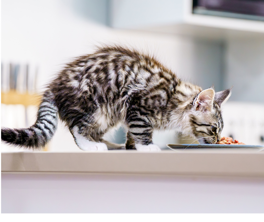 Vomiting v Regurgitation: Know the Difference.. and What to Do