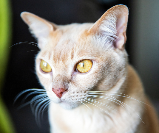Your Cat's Coat Doesn't Lie