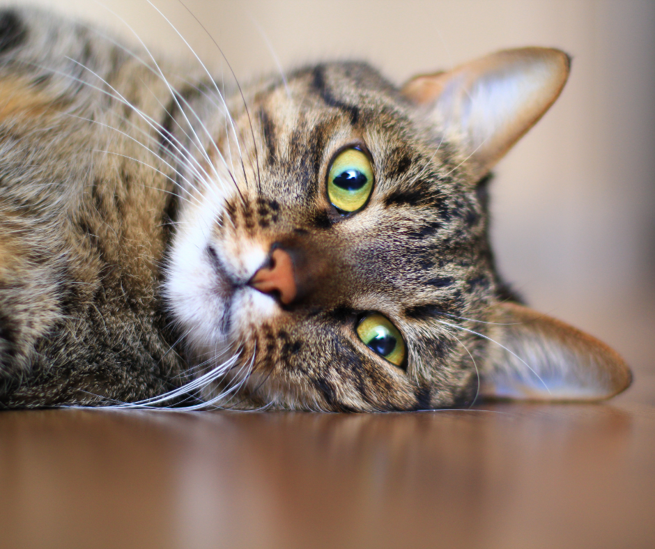 Feline Diabetes: What It Is, What Causes It, and Why Diet Matters
