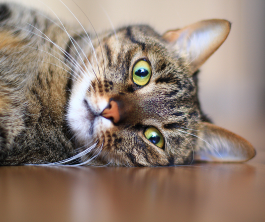 Feline Diabetes: What It Is, What Causes It, and Why Diet Matters