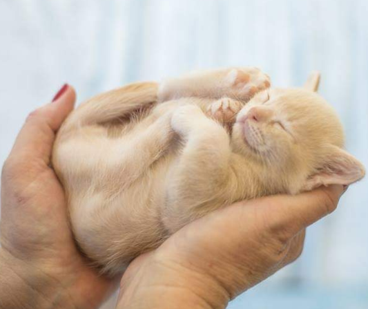 Raw Meow Kitten Feeding FAQ