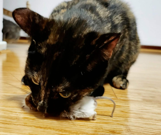 Freeze Dried Whole Prey Treats