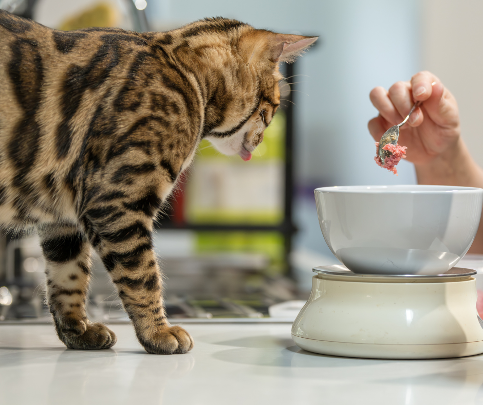 How Much Does it Cost to Feed Raw?