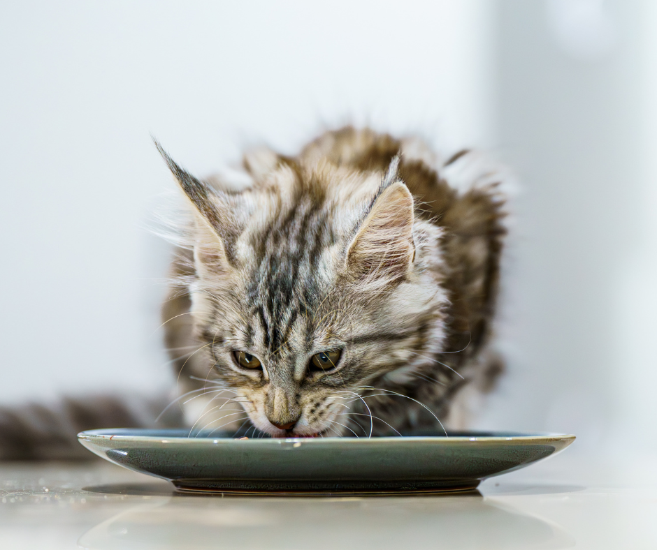 Transitioning to Raw with Raw Meow Mix