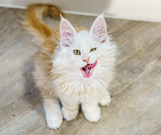 Dry Food for Dental Health?