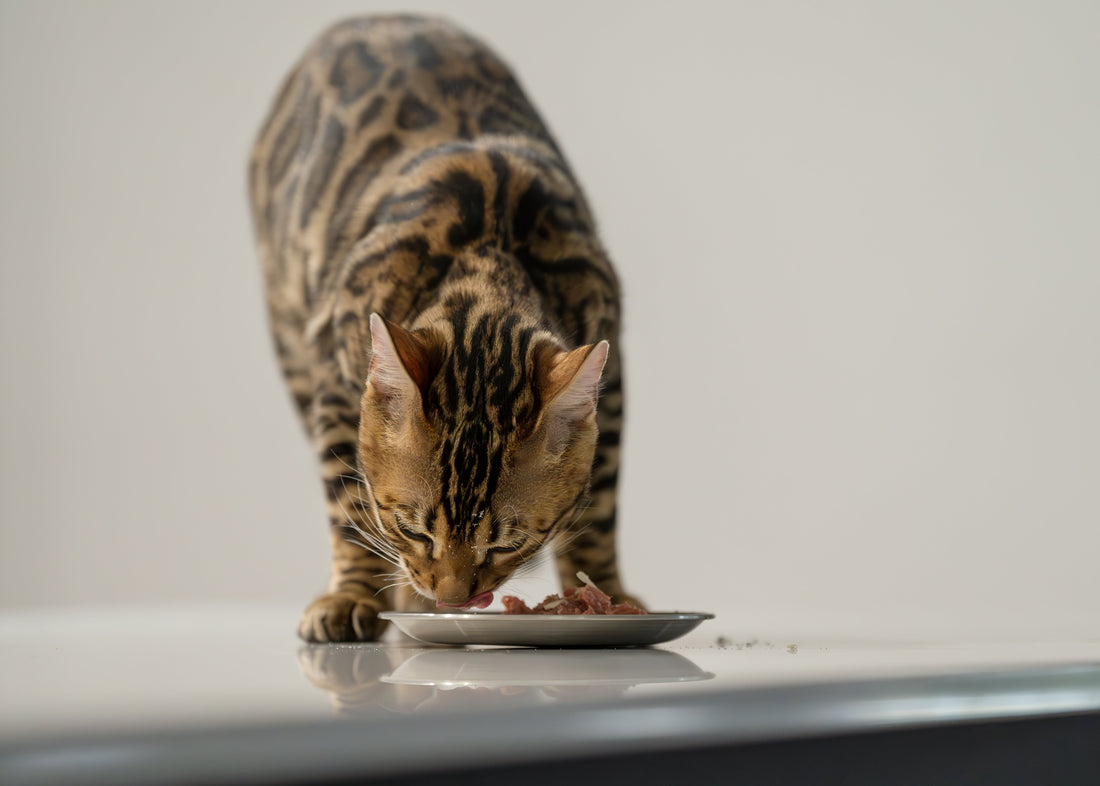How Much to Feed and How Often?