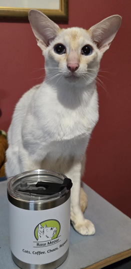 The Raw Meow Mug – Travel Edition